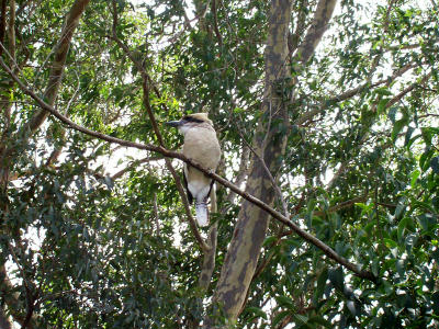Kookaburra-King Fisher