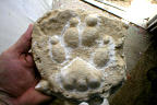 Thylacine Cast