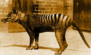Beautiful Thylacine