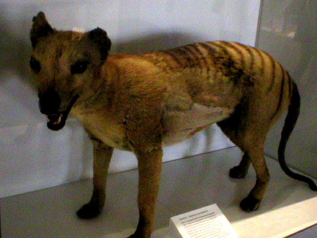 Sydney Thylacine Exhibition