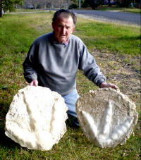 Rex Holding Moa Casts